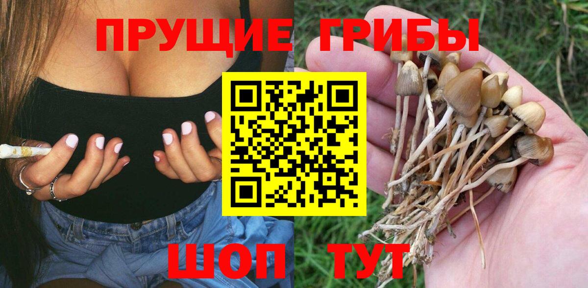 Кириши  Галлюциногенные грибы Psilocybine cubensis  Вход с VPN  Псилоцибиновые грибы GOLDEN TEACHER 